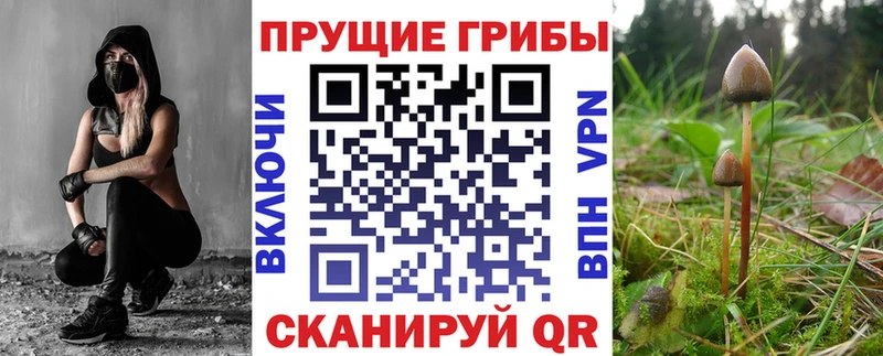 Галлюциногенные грибы Psilocybe  Москва 